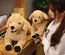 Peluche de cachorro Labrador de simulación, muñeco de perro amarillo grande, muñeco de Golden Retriever acostado, regalo de compañía para niños