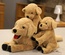 Peluche de cachorro Labrador de simulación, muñeco de perro amarillo grande, muñeco de Golden Retriever acostado, regalo de compañía para niños
